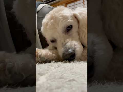 shorts アップでタローちゃん　トイプードル　2026年1月20日 サムネイル