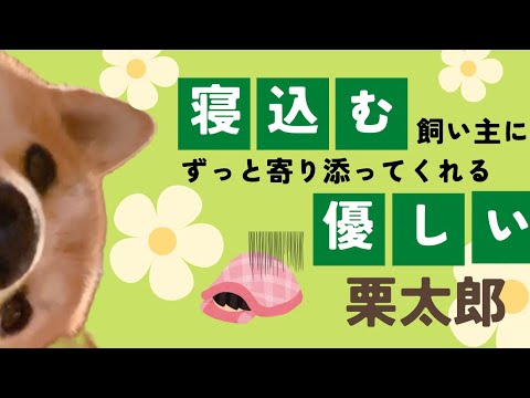 寝込む飼い主にずっと寄り添ってくれた(？)優しい栗太郎🌰💦 サムネイル