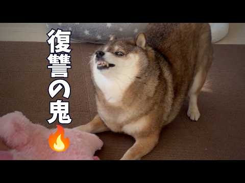 飼い主へ必死の抵抗!柴犬が出した答えは!
