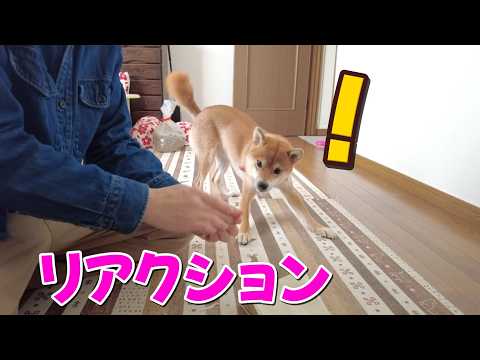 リアクションのいい時期の柴犬はこんな感じ　Amazonの包装紙の再利用 サムネイル