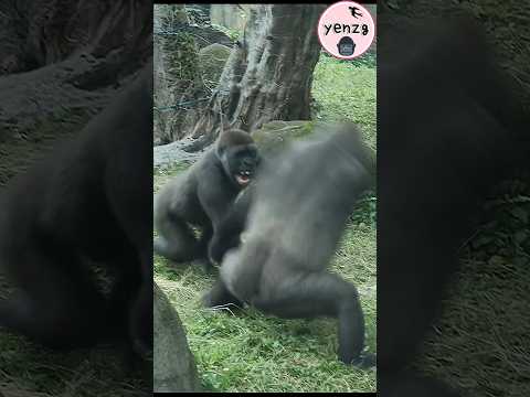 gorilla mom playing with son🤣 taipeizoo 金剛猩猩 台北市立動物園 funnya… サムネイル