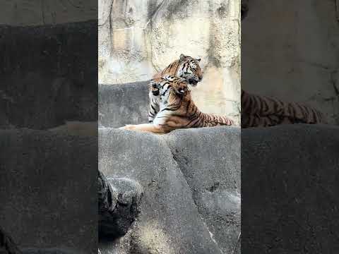 shorts サーシャの日　5歳の誕生日イベント　アムールトラ🐯　浜松市動物園　2026年2月14日　IMG 8499 サムネイル