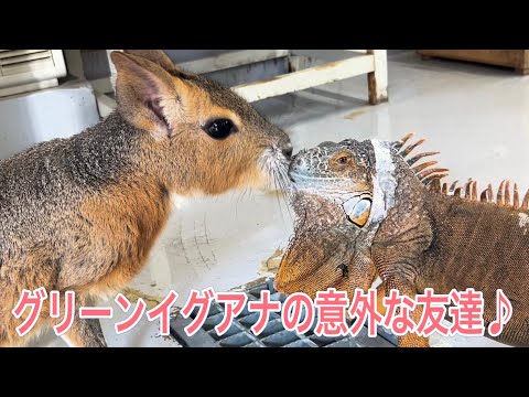 グリーンイグアナの友達はマーラ？？