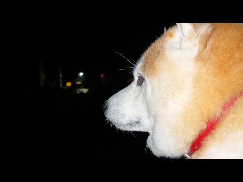 小雨に濡れる覚悟を決めるまでが長すぎる柴犬 サムネイル