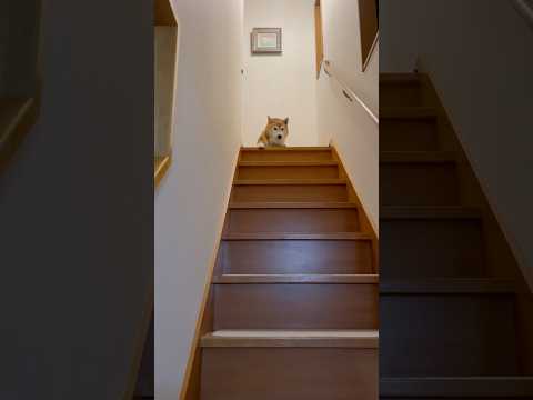 柴犬福 週3で帰省する姉と柴犬の涙のお別れ🤣Sister and Shiba🤣姉と柴 shorts funny 柴犬… サムネイル