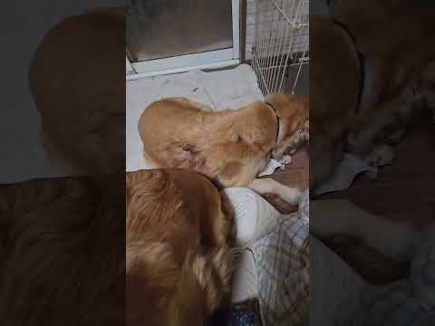 2026年1月1日 ビスとイロハとキビで令和八年もよろしくお願いします。猫 子猫 仔猫 子猫の体重 ibukikoha… サムネイル