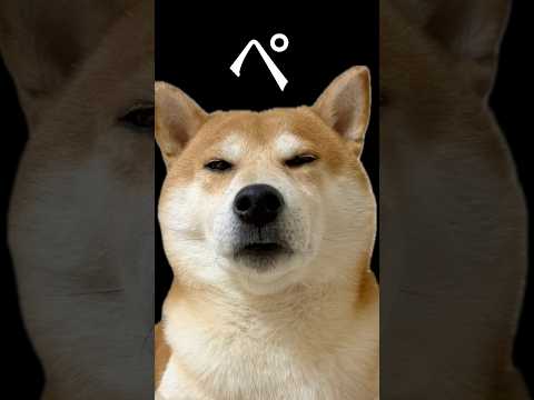 柴犬のデカい夢の真相は？ サムネイル