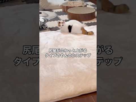 なぜか急に起き上がりやんのかステップで近づいてきたと思ったら 猫 保護猫 やんのかステップ shorts サムネイル