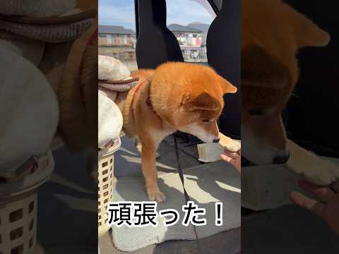 ’26.2.14 力丸は真面目な男です… 柴犬 shibainu 柴犬のいる暮らし 柴犬の日常 タッチ 見守り 力丸 サムネイル