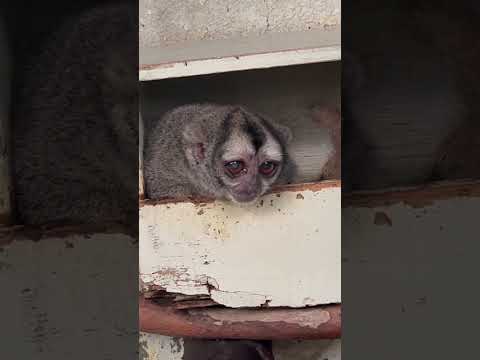 あくびまで可愛いのか！#shorts #動物 #かわいい サムネイル