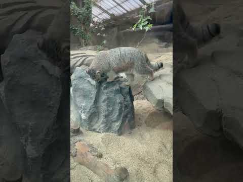 shorts 再び下に降りて来たオトちゃん　マヌルネコ　神戸どうぶつ王国にて　2025年12月26日 サムネイル