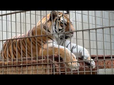 バックヤードで待機中のサーシャちゃん　アムールトラ　浜松市動物園にて　2026年4月5日 サムネイル