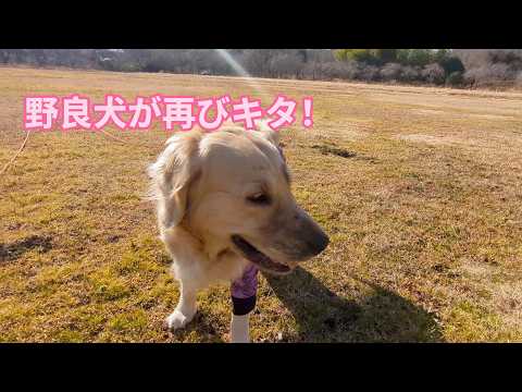 近所の野良犬が再びやってキタ!!ゴールデンレトリバーティト サムネイル