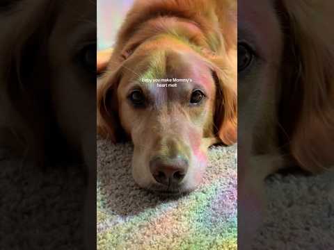 coming home to my golden retriever🥵goldenretreivers dog pup… サムネイル