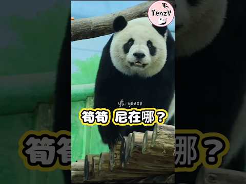 仔仔找筍好可愛😆 panda taipeizoo 圓仔 台北市立動物園 cuteanimals shorts サムネイル