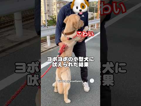 ヨボヨボの小型犬に一回吠えられてパパから離れなくなった大型犬　　　ゴールデンレトリバー 大型犬　犬　面白い犬 犬のいる… サムネイル