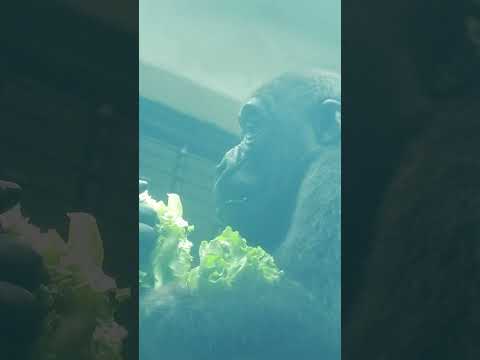 little gorilla Ringo 4y11m old dinner. shorts R晚餐  2026-5-11