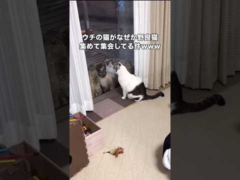 なぜかウチの前に野良猫が大集合してる件 家猫 野良猫 ハチワレ shorts サムネイル