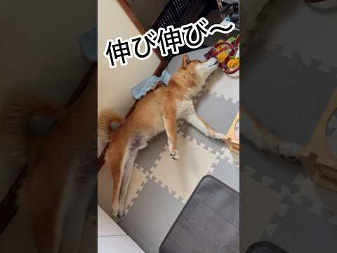 ’26.7.16 力丸の、穏やかな昼寝… 柴犬 shibainu 柴犬のいる暮らし 柴犬の日常 眠い犬 食べる犬 力丸