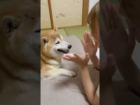 柴犬福 さっすが福ちゃんソングでおだてられ、満更でもない柴犬🤣Sis and Shiba🤣姉と柴 shorts 柴犬…
