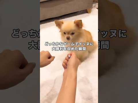 え･･･？ チワワ 愛犬 犬 shorts