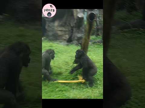 gorilla playing in the rain🌧️🤣 gorillatag taipeizoo 金剛猩猩 台北… サムネイル