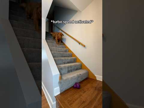 My dog is a genius 🤪🤗 サムネイル