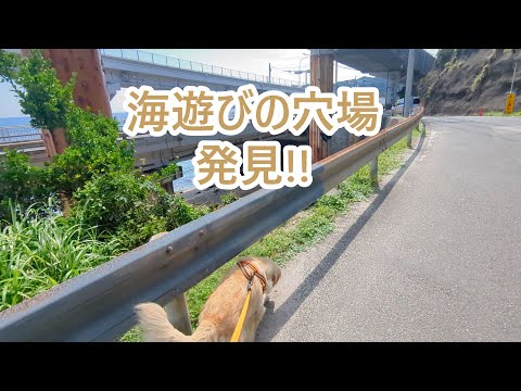 海暮らしの海遊びの穴場を発見。ゴールデンレトリバーティト サムネイル