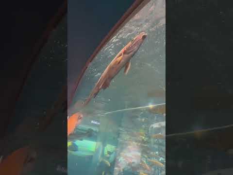 shorts ニジマスなど　山梨県立富士湧水の里水族館にて　2026年2月21日 サムネイル