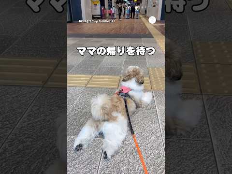 改札でママの帰りを待つ犬、待ち方が可愛すぎた🥺　　　　シーズー　犬　いぬ　かわいい犬 犬のいる暮らし サムネイル