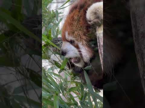 shorts ダイズちゃんのモグモグ  レッサーパンダ　那須どうぶつ王国にて　2026年4月11日