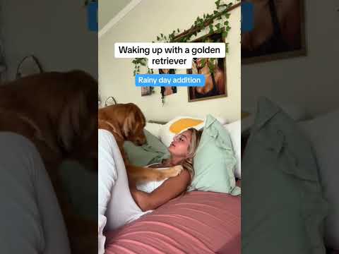 coming home to my golden retriever❤️india retreiver dog pup…