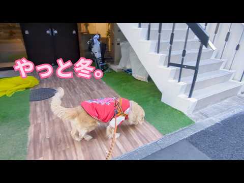 やっと冬がやって来た。ゴールデンレトリバーティト サムネイル