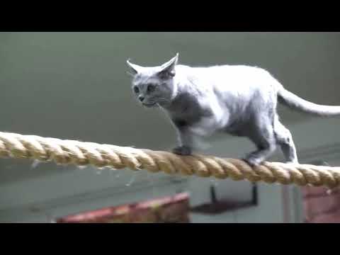 なかなか見れない猫によるショー ザ・キャッツ　那須どうぶつ王国にて　2025年1月12日 サムネイル