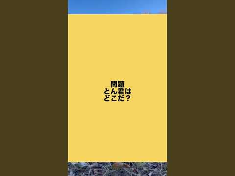 どうよ？今回は、難しいでしょーーー！？　柴犬　柴犬とん サムネイル