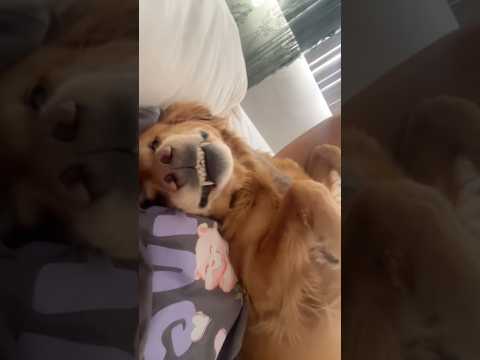 coming home to my golden retriever🥵 goldenretreiver dog ind… サムネイル
