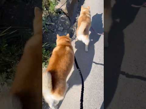 柴犬福 柴友と歩く柴犬🤩Shiba-Friend🤩shorts japanesedog 柴犬 shibainu dog… サムネイル