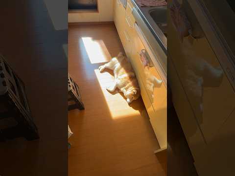 柴犬福 照らされてた柴犬🤣Why here🤣shorts japanesedog 柴犬 shibainu dogsho… サムネイル