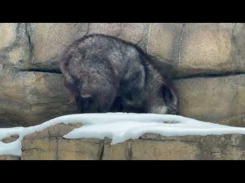 ミカゲくん　ニホンカモシカ　那須どうぶつ王国にて　2026年1月9日 サムネイル