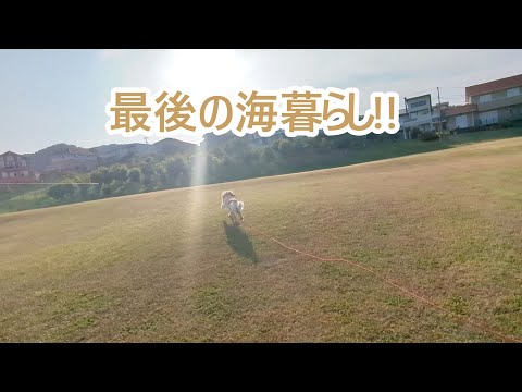 海暮らしから！東京に帰ります。ゴールデンレトリバーティト サムネイル