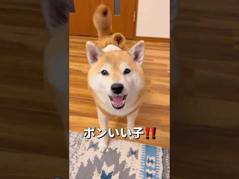 寂しがりや🐶柴犬 shibainu shorts サムネイル