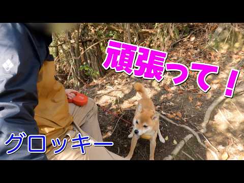 【もうダメ】山中でバテバテ飼い主に寄り添ってくれる柴犬は心強い　ひよどりキャニオン サムネイル