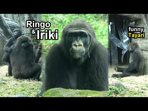 cute Gorilla Iriki with energetic Tayari,Jabali,Ringo,Ringo… サムネイル