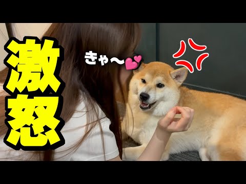 娘にブチ切れ唸るも簡単に丸め込まれる柴犬が可愛い サムネイル
