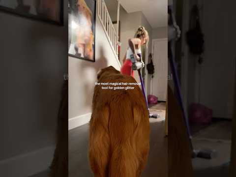 coming home to my golden retriever🥵goldenretreivers dog pup… サムネイル