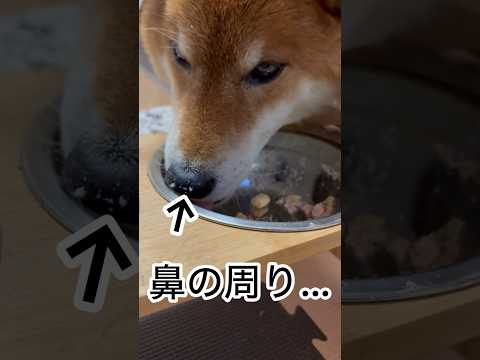 ’26.3.11 力丸の食っちゃ寝… 柴犬 shibainu 柴犬のいる暮らし 柴犬の日常 食べる犬 眠る犬 力丸 サムネイル