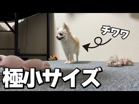 超小型犬！極小チワワを飼うとこんな生活になります。 サムネイル