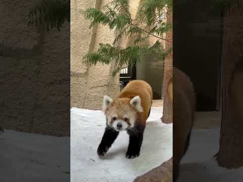 shorts ジジくん　レッサーパンダ　那須どうぶつ王国にて　2026年1月30日 サムネイル