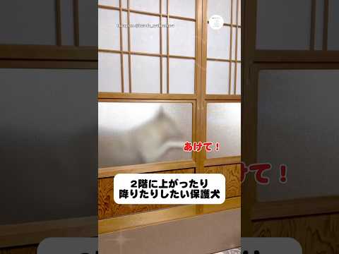 2階を行き来したがる保護犬　保護犬　犬　いぬ　可愛い犬　犬のいる暮らし サムネイル