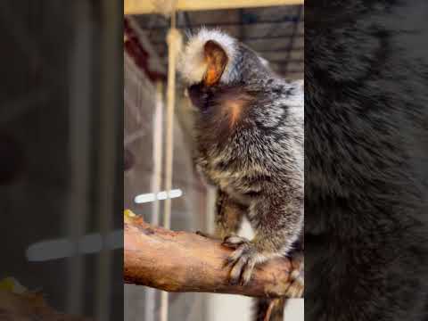仲良しコモンマーモセット夫婦のごはんの食べ方♫#shorts #動物 #可愛い サムネイル